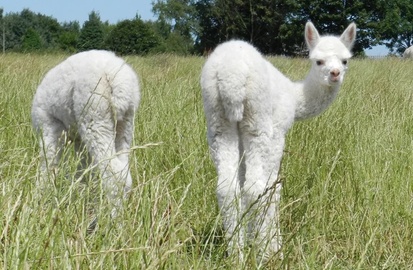Charnwood alpacas