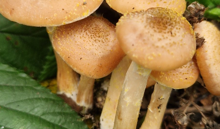 Autumn FORAGING COURSE (Adults Only) 4th October 2026