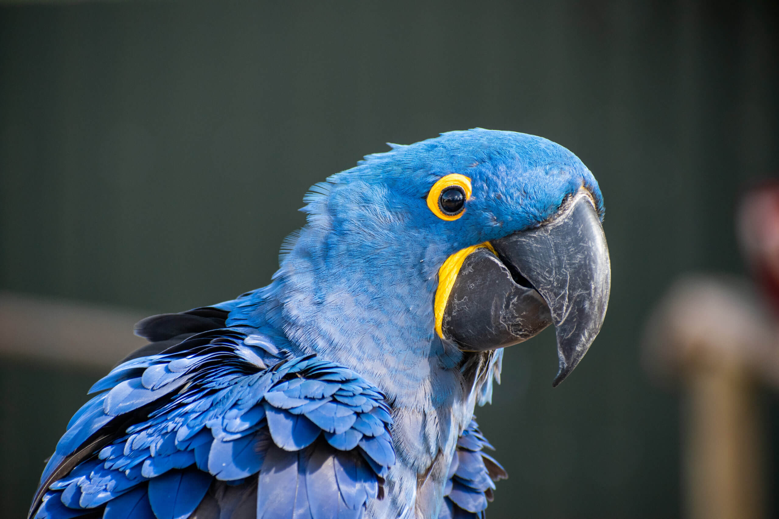Tropical Birdland