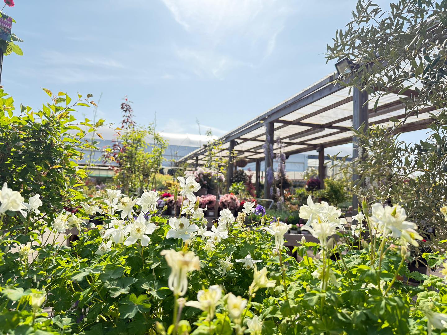 Palmers Garden Centre
