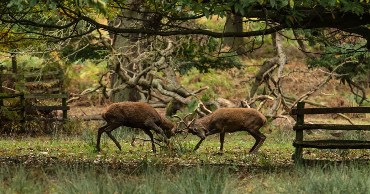 The Deer Rut Experience