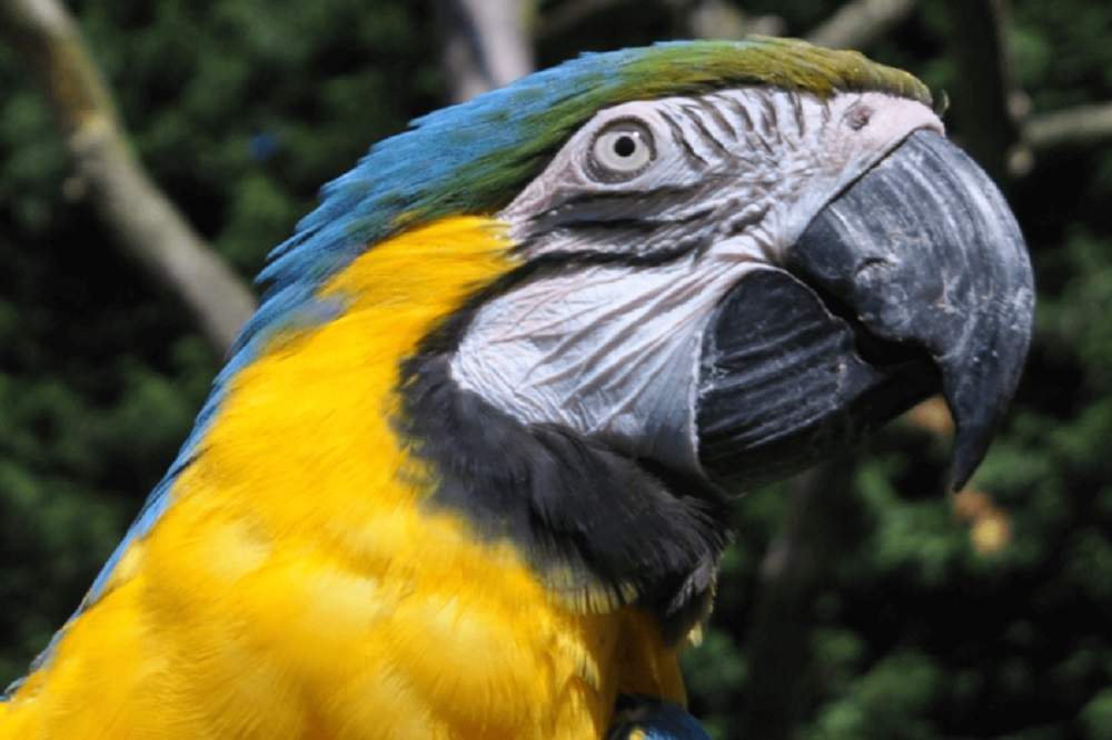 Tropical Birdland