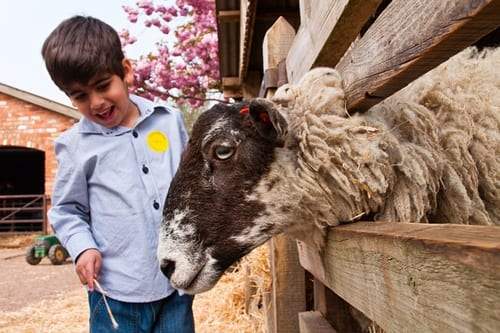Stonehurst Family Farm and Motor Museum